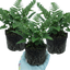 Set of 3 or 6 Dryopteris Linearis Polydactyla Male Fern Plants, Hardy Shade Loving Perennial Ferns, Garden Ready, 1 Litre Root-Ball