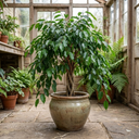 Ficus Danielle Weeping Fig Indoor Plants
