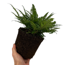1 Large, Garden Ready Plant - Korean Rock Fern Polystichum Tsus Simense, 2L Pot