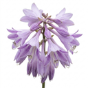 Hosta Growers' Mix Plants (Set of 3 or 6)