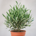 3 Litre Bushy Olive Tree, Nursery Pot, Outdoor, Pots