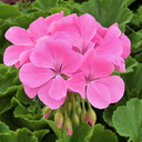Geranium Calliope Hot Pink Plant (2L Pot)