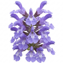 Salvia officinalis ‘Berggarten’ Sage Herb Plants (Set of 3 or 6)