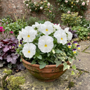 Pansy Cats Plus White Plants (Set of 3 or 6)