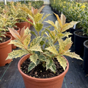 Osmanthus Goshiki Variegated Evergreen Shrub Plant