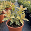 1 Osmanthus Goshiki Variegated Evergreen Shrub, Hardy Outdoor Garden Ready, 19cm Root-Ball
