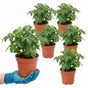 Tomato Totem Variety Plants (Set of 3 or 6)