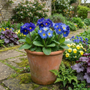 Primrose Chameleon Blue Plants (Set of 3 or 6)