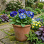 Set of 3 or 6 Primrose Chameleon Blue Hardy Perennial Plants, Colour Changing Spring Flowers, Outdoor Garden Ready, 1 Litre Root-Ball