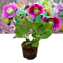 Hellebore Frostkiss Pippas Purple Plant