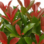 1 Photinia Magical Volcano Evergreen Shrub, Fast Growing Hedge Plant, 3 Litre Root-Ball