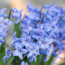 3 x 1 Litre Pots (9 Flowering Bulbs) Plant (1L Pot)