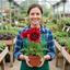 Set of 3 or 6 Papaver Orientale Beauty of Livermere Plants, Hardy Perennial Oriental Poppy, Outdoor Garden Ready, 1 Litre Root-Ball