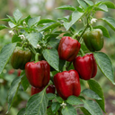 Red King Variety Plants (Set of 3 or 6)