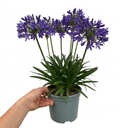 Agapanthus Poppin Purple Plant (2L Pot)