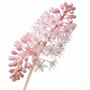 Tiarella Sugar and Spice Foam Flower Plant (2L Pot)