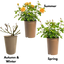 Rose - Bush - Yellow