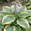 Set of 3 or 6 Large Hosta Plants - First Frost Plantain Lily, Ready to Plant in Your Garden