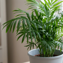 Parlour Palm Chamaedorea Elegans Plant