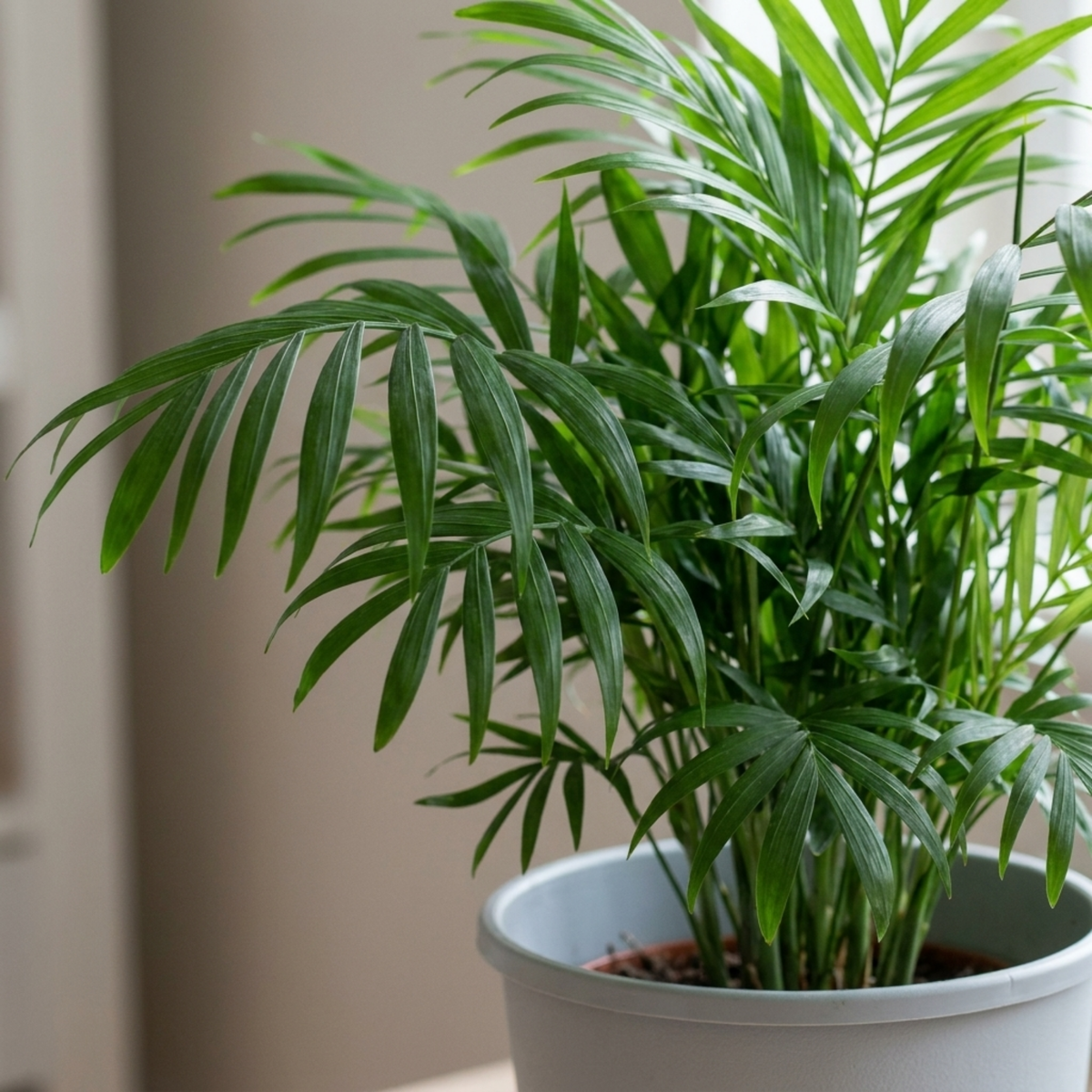 Chamaedorea elegans (Parlour Palm) – Indoor Palm (2L Pot)