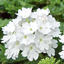 3 Large Plants - Verbena Lanai Up White, Ready to Plant in Your Garden