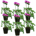 Anemone ‘Harmony Orchid’ Plants (Set of 3 or 6)