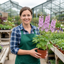 Delphinium Lilac Rose White Bee Plants (Set of 3 or 6)