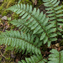 Braun's Holly Fern Polystichum Braunii Plants (Set of 3 or 6)
