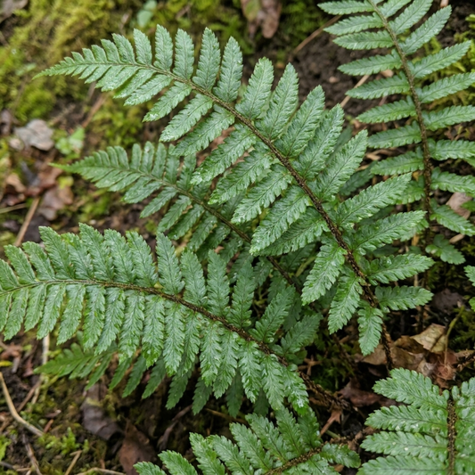 Broad green fern fronds with neatly toothed leaflets arching over damp mossy ground