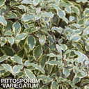 Pittosporum Variegatum Plant