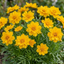Set of 3 or 6 Coreopsis Early Sunrise Hardy Perennial Plants, Yellow Summer Flowers, Pollinator Friendly, 1 Litre Root Ball