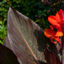 Canna Tropicanna Black Plants
