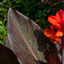 1 Canna Tropicanna Black Plant, Dark Leaf Canna Lily, Hardy Tropical Perennial, 3L Root Ball