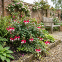 10.5cm Trailing Fuchsia Cascade Plants, 3 Pack, Pink and White, Hanging Basket Summer Bedding, Pots