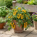 Tomato Tumbling Tom Yellow Plants (Set of 3 or 6)