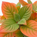 Cornus Anny's Winter Orange Plants