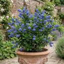 Ceanothus Thyrsiflorus Zanzibar California Lilac Plants