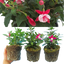 Set of 3 or 6 Large Plants - Fuchsia Diva Red & White, Ready to Plant in Your Garden