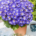Senetti Magic Blue Plant (2L Pot)