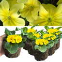 Primrose Yellow Plant