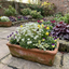 Set of 3 or 6 Saxifrage Marto White Mossy Alpine Plants, Hardy Evergreen Perennial Rockery Ground Cover, Outdoor Garden Ready, 1 Litre Root-Ball