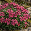 Set of 3 or 6 Large Plants - Arabis Barranca Deep Rose, Ready to Plant in Your Garden, 1L