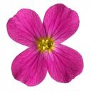 Arabis Aubrieta Deep Rose Plants