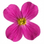 1 Arabis Aubrieta Deep Rose Plant, Hardy Evergreen Alpine Perennial, 2 Litre Root Ball