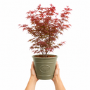3 Litre Red Acer Tree, Japanese Maple Plant, Nursery Pots