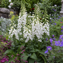 Digitalis Dalmatian White Plant (2L Pot)