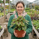 Tiarella Sugar and Spice Foam Flower Plant (2L Pot)