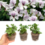 Set of 3 or 6 Large Plants - Geranium Tornado White, Ready to Plant in Your Garden