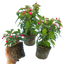 3 Large Plants - Fuchsia Diva Rose & Violet, Ready to Plant in Your Garden