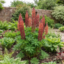 Lupin Legendary Red Shades Plants